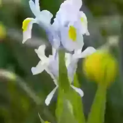 Magnifica